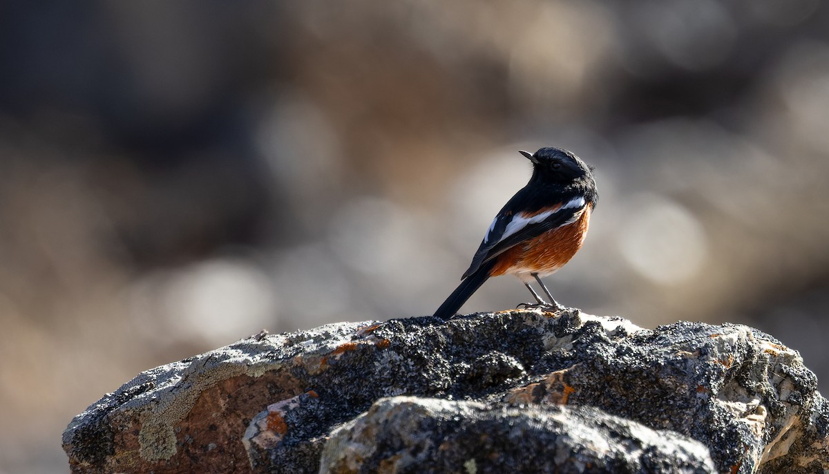 White-throated Redstart - ML645991001