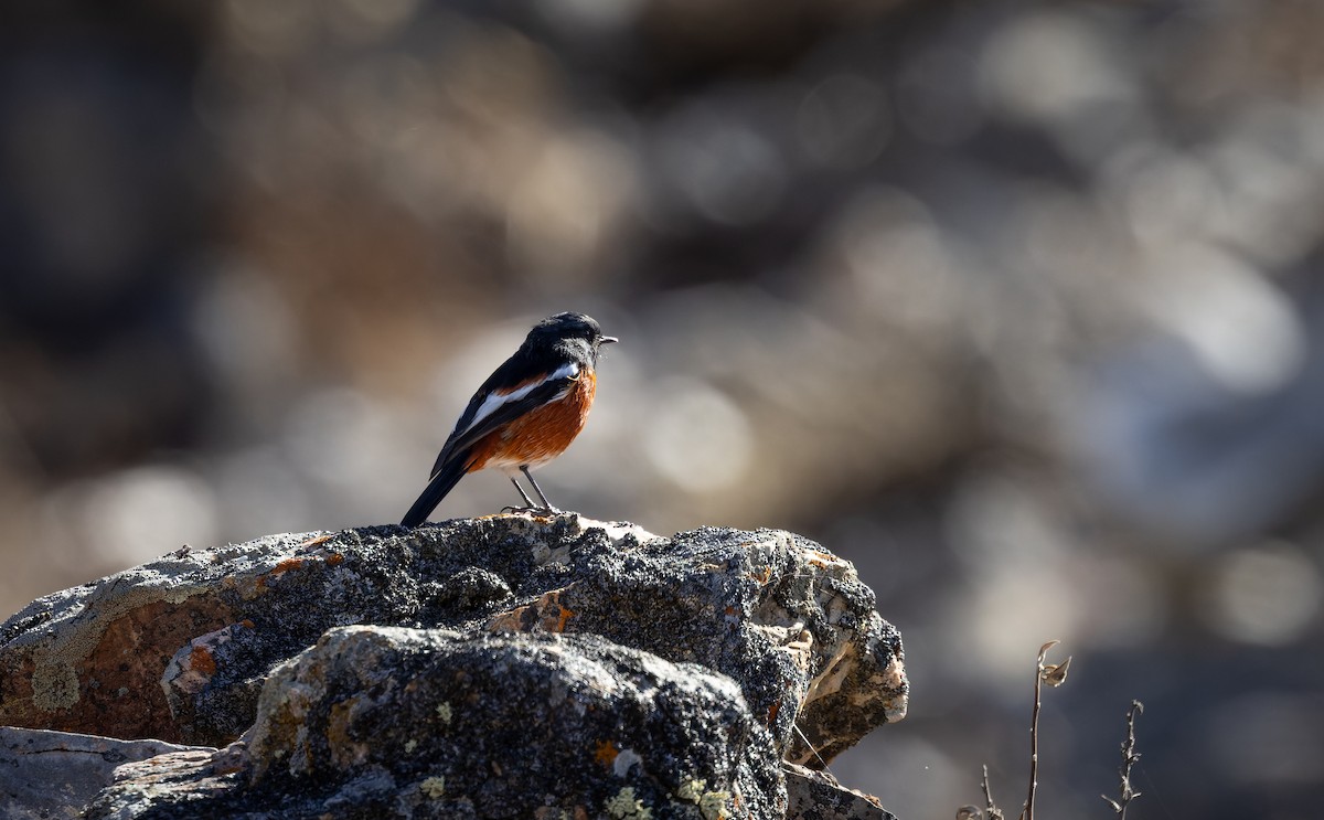 White-throated Redstart - ML645991002