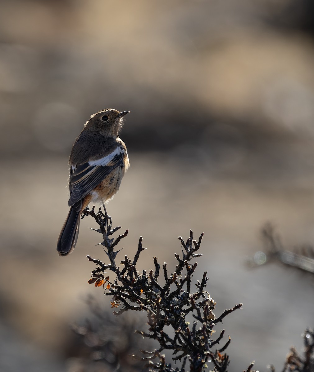 White-throated Redstart - ML645991003