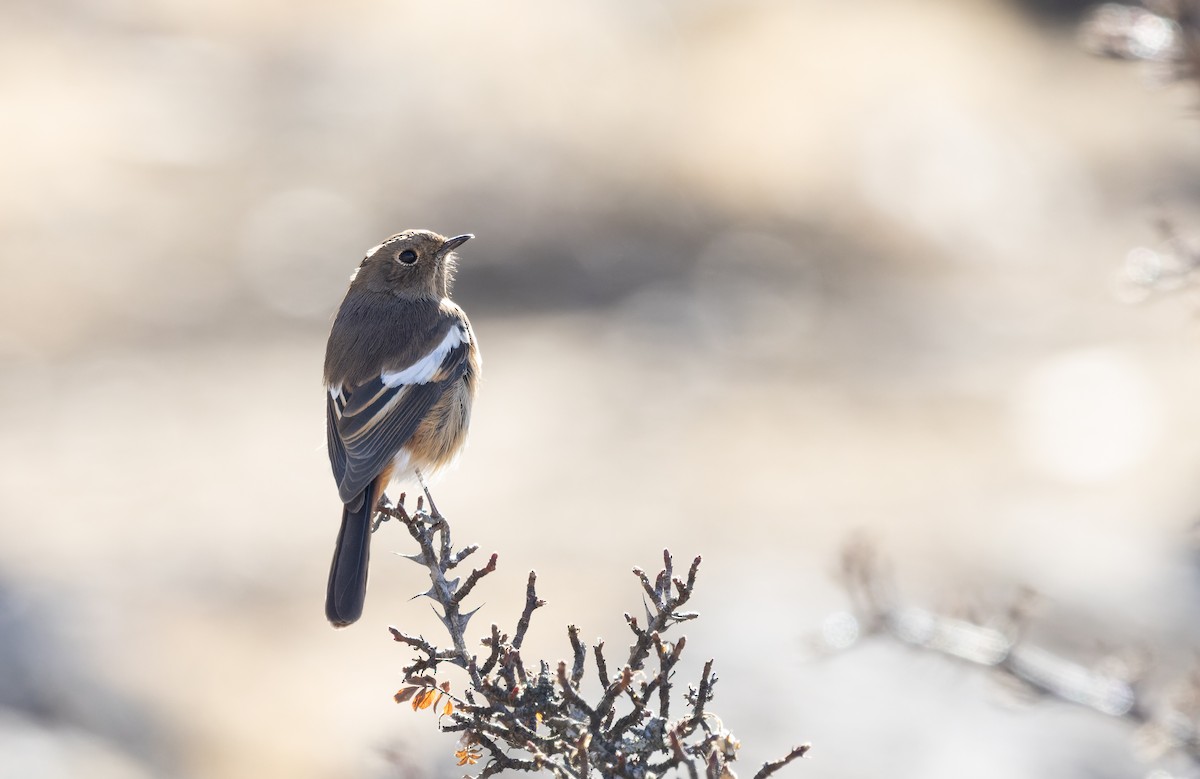 White-throated Redstart - ML645991004