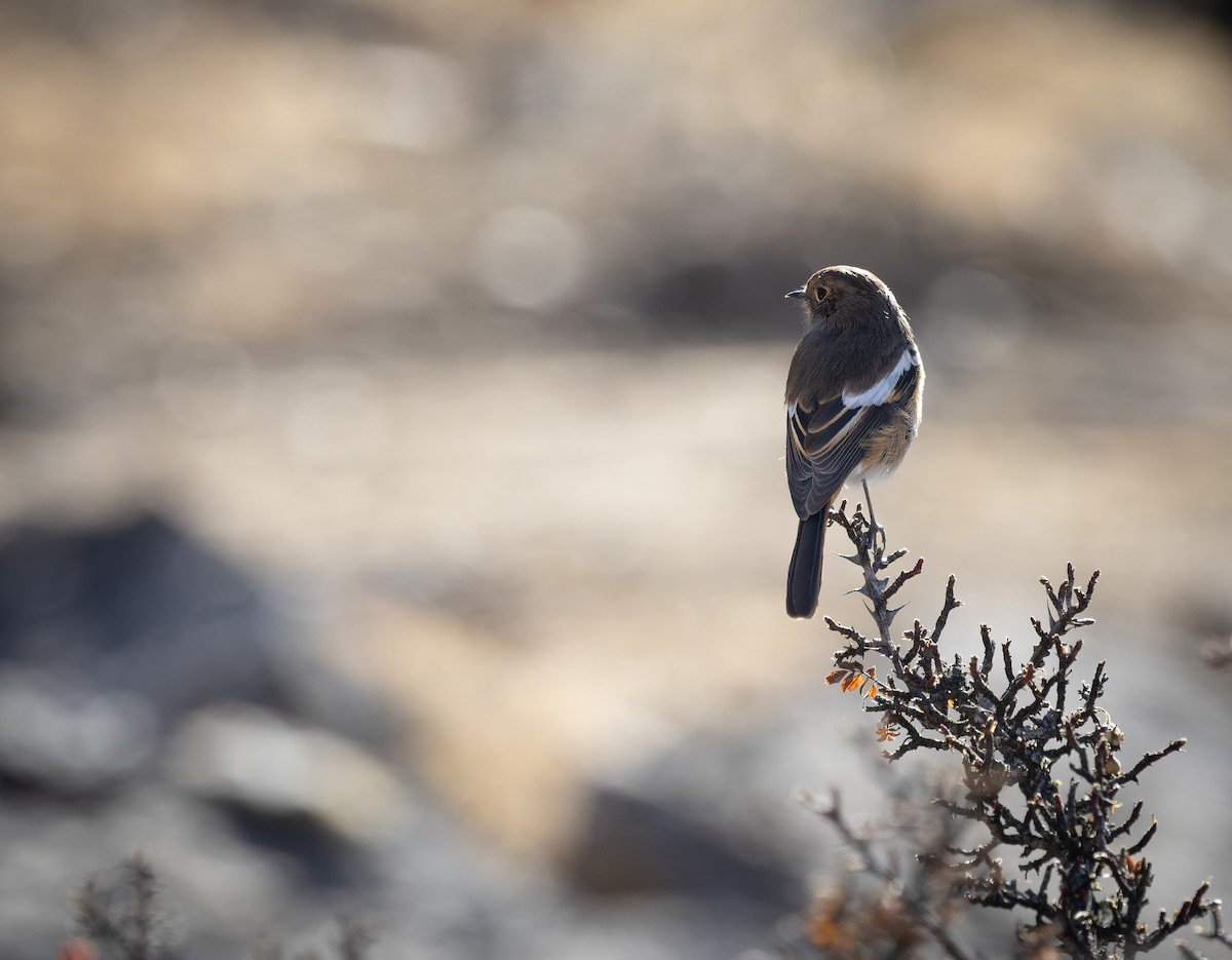 White-throated Redstart - ML645991005