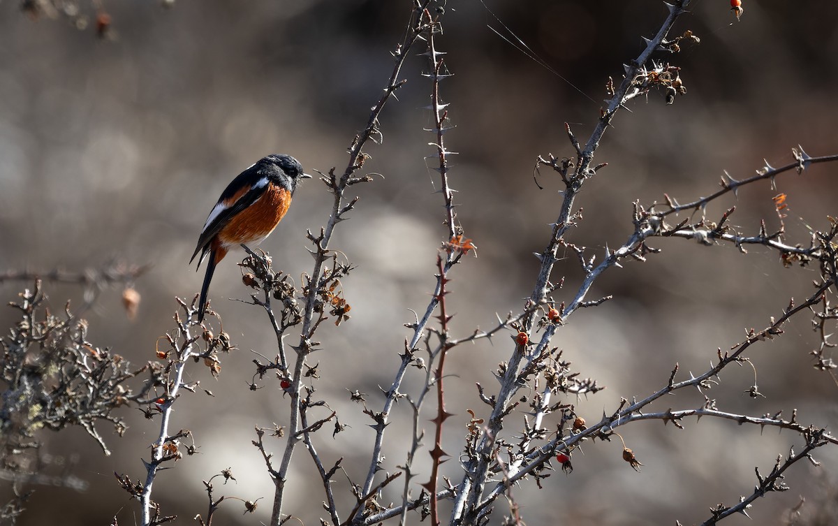 White-throated Redstart - ML645991006