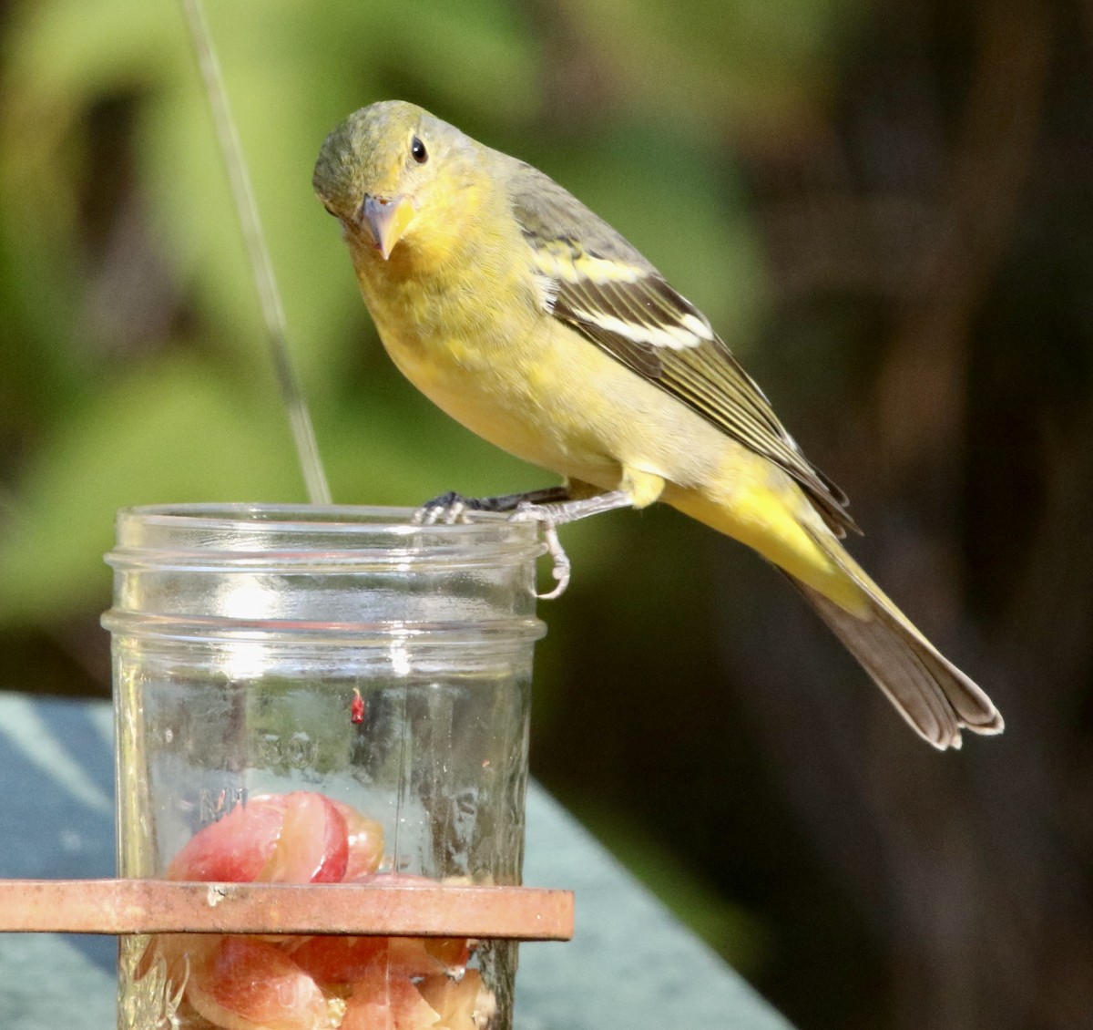 Western Tanager - ML645991007