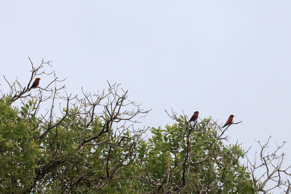 Broad-billed Roller - ML645991009
