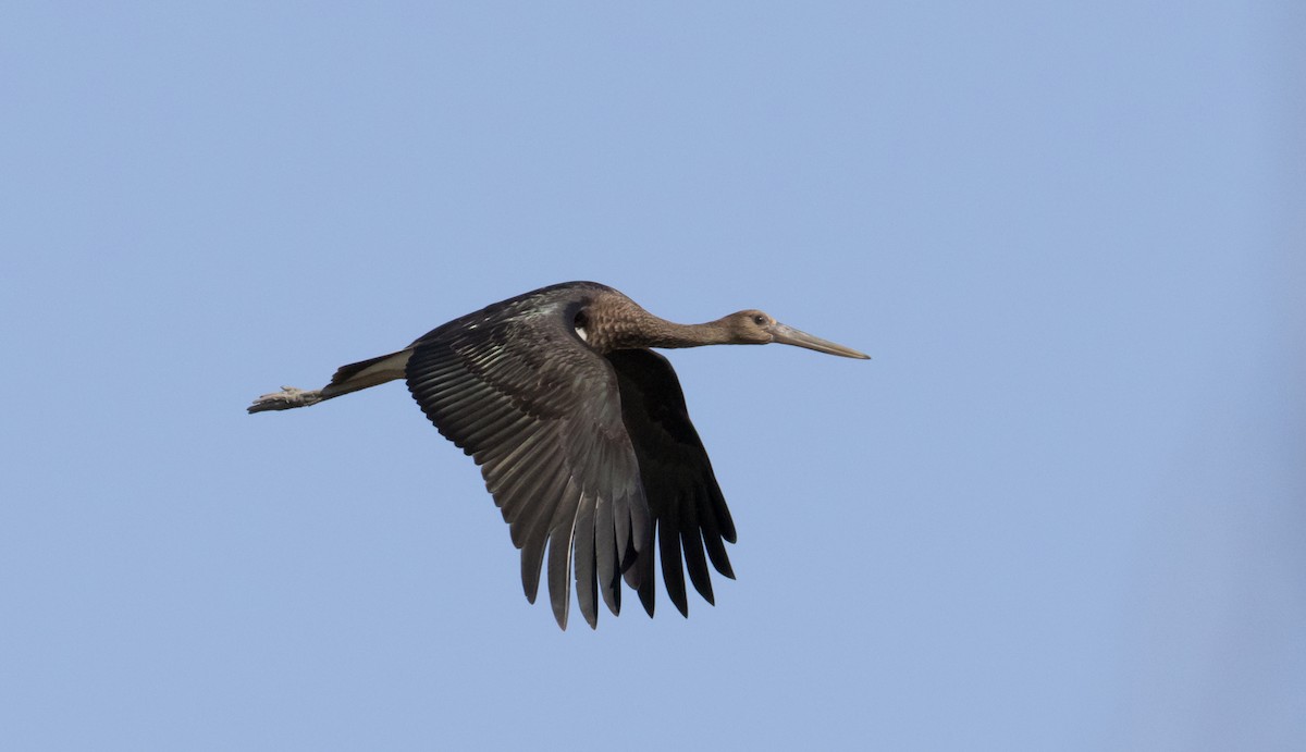 Black Stork - ML645991021