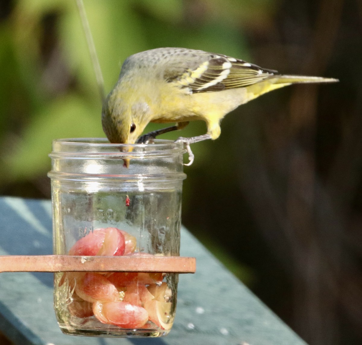 Western Tanager - ML645991023