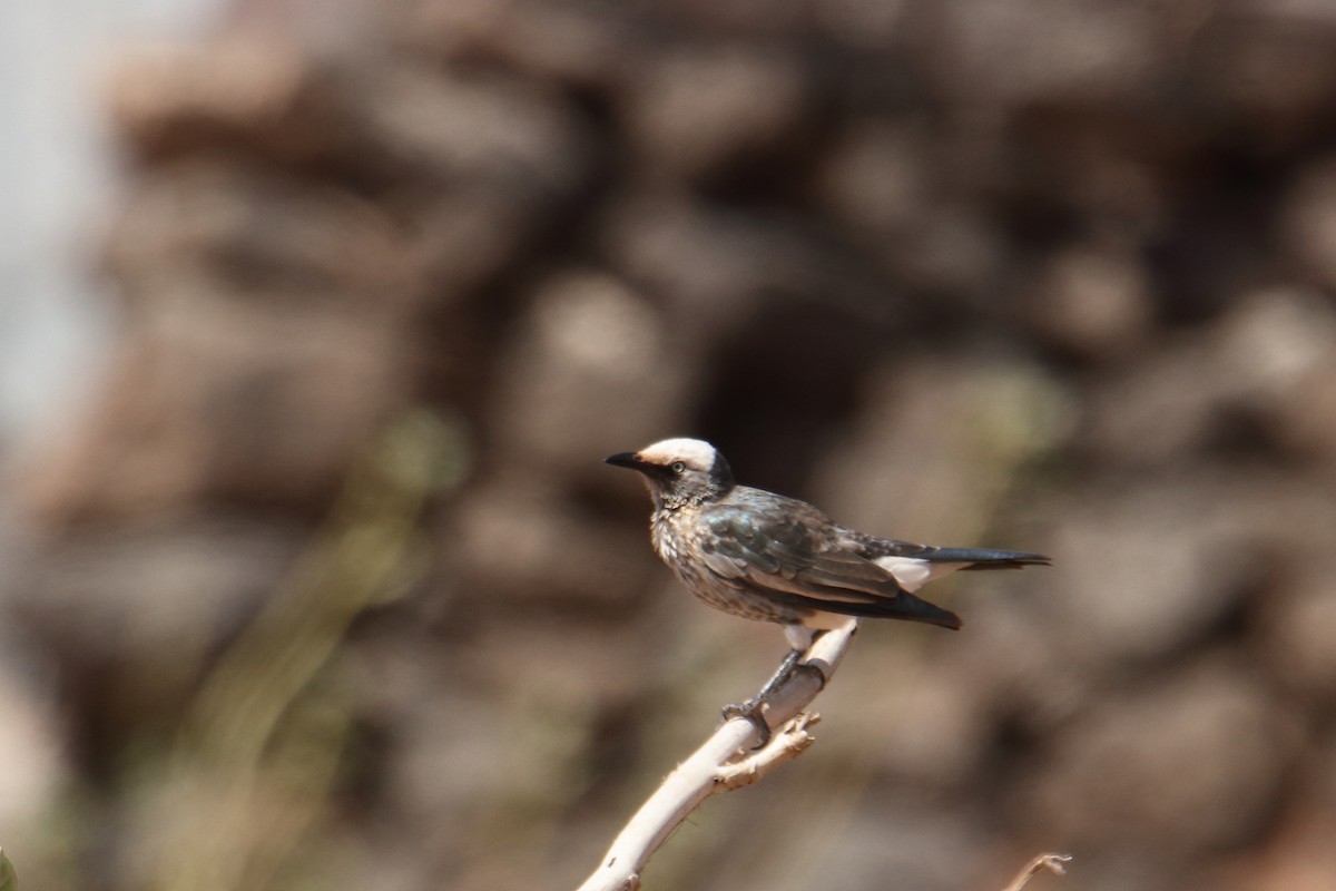 hvitkronestær - ML645991036