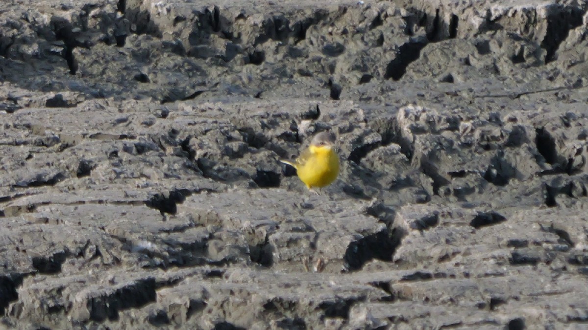 Eastern Yellow Wagtail - ML645991041