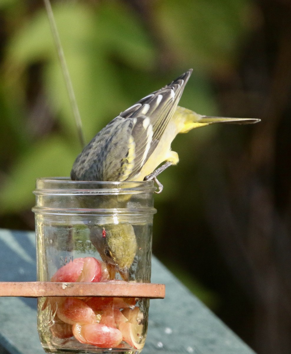 Western Tanager - ML645991042