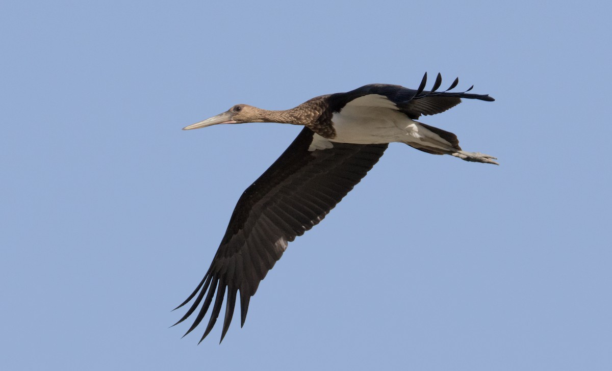 Black Stork - ML645991050