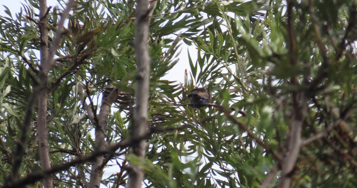 Колібрі синьочеревий - ML645991054