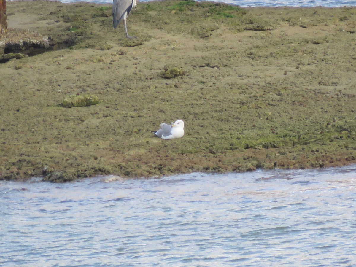 Armenian Gull - ML645991055