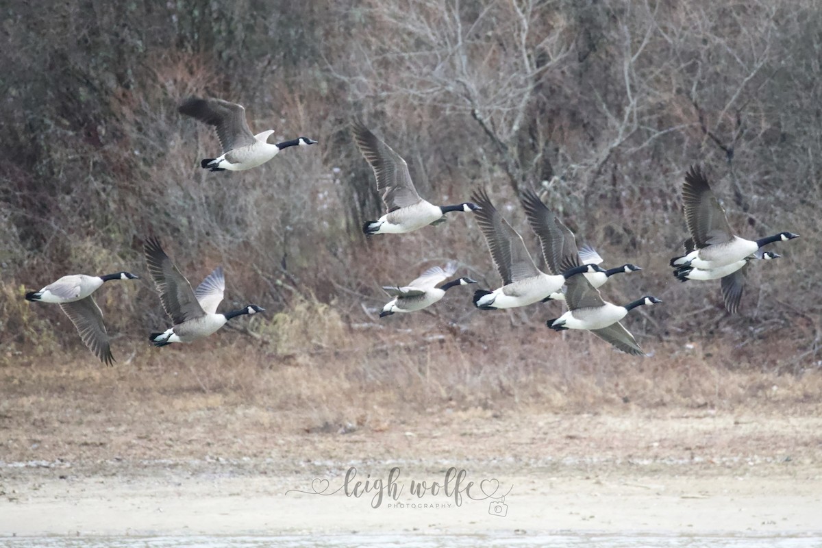 Oca canadese maggiore - ML645991057