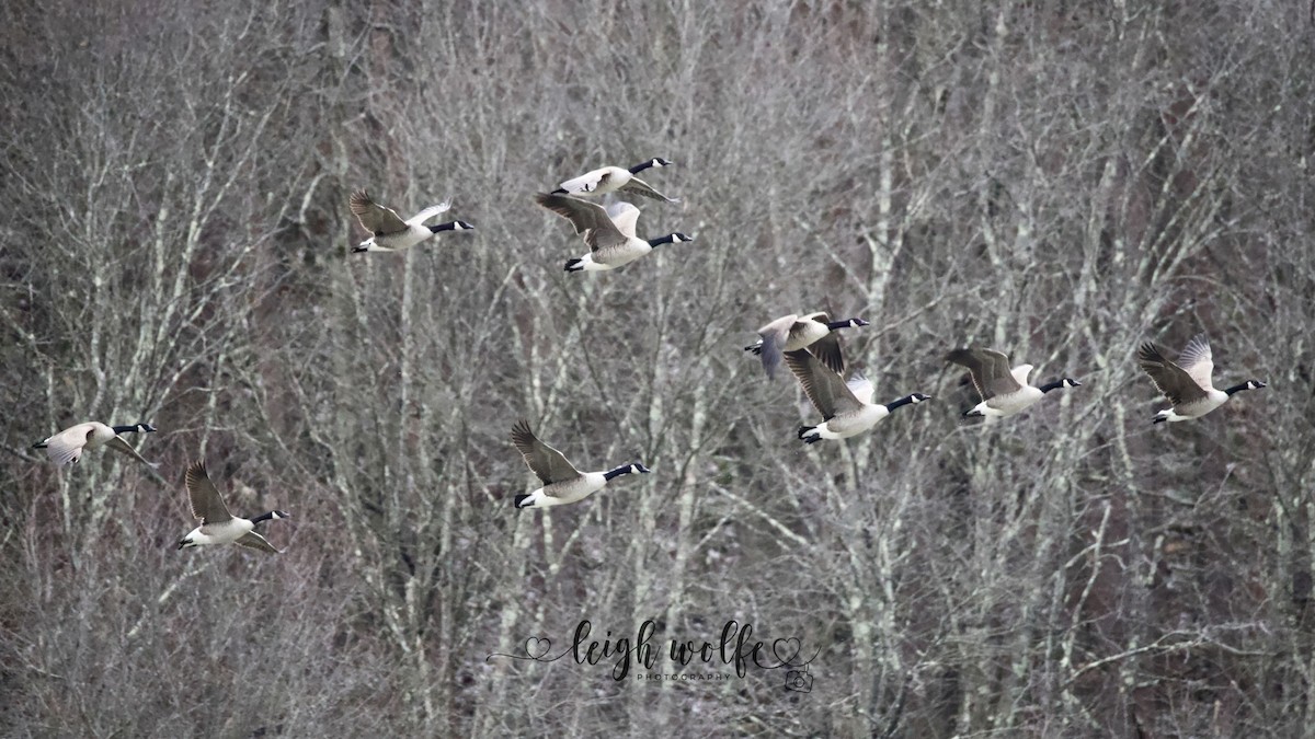 Oca canadese maggiore - ML645991058