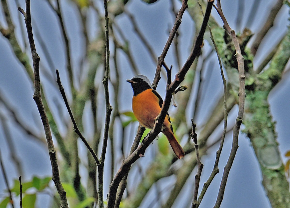 Daurian Redstart - ML645991059