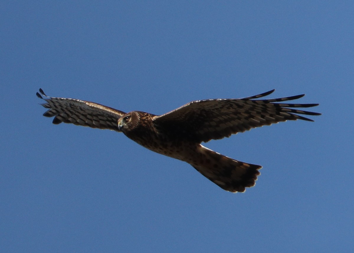 Northern Harrier - ML645991060