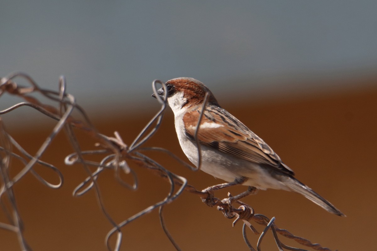 Somali Sparrow - ML645991062