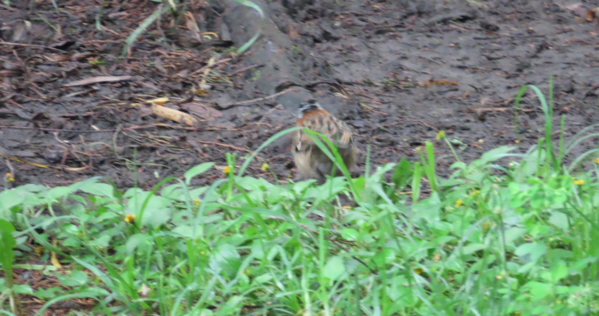Rufous-collared Sparrow - ML645991063