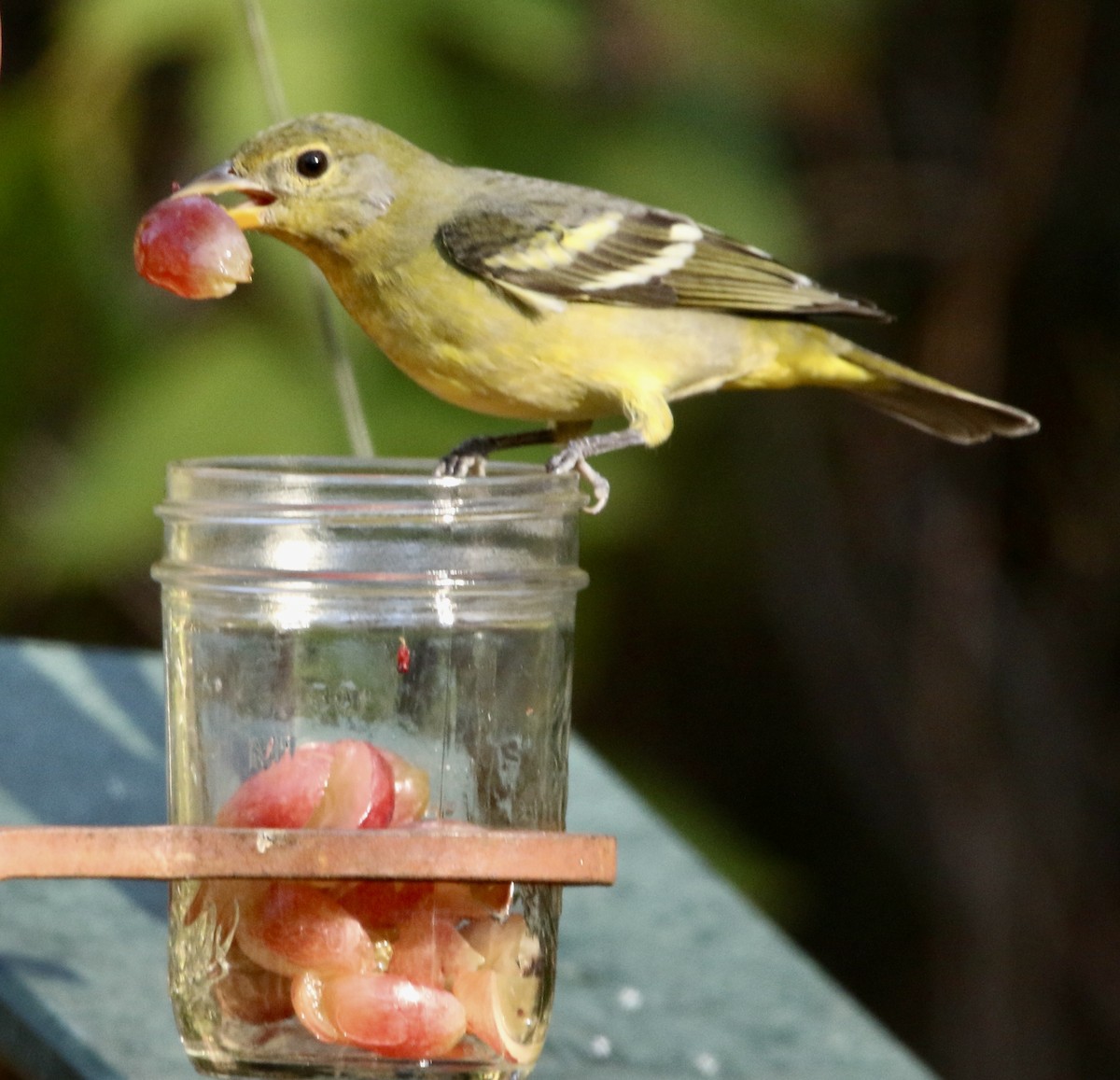 Western Tanager - ML645991064