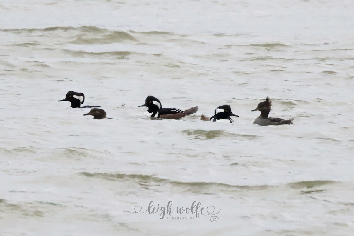 Hooded Merganser - ML645991065