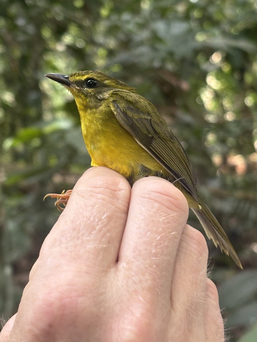 Cuzco Warbler - ML645991066