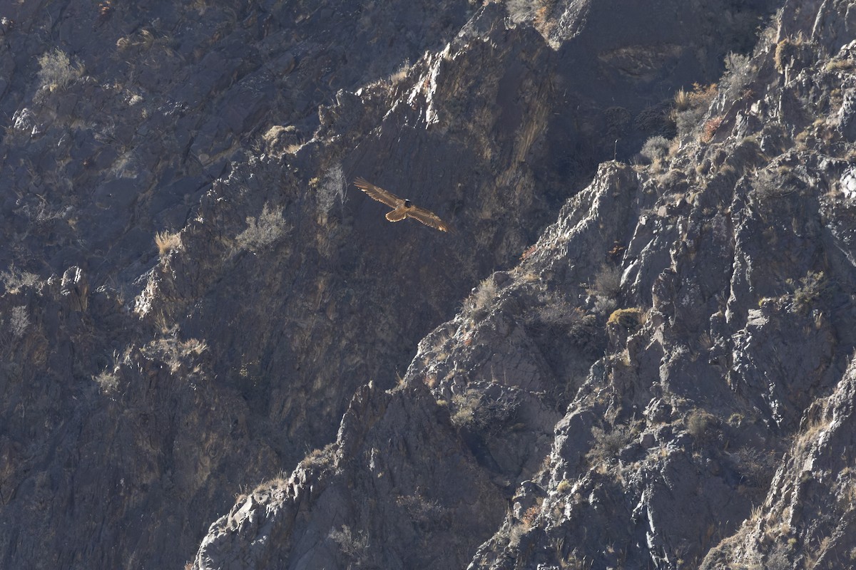 Bearded Vulture - ML645991067