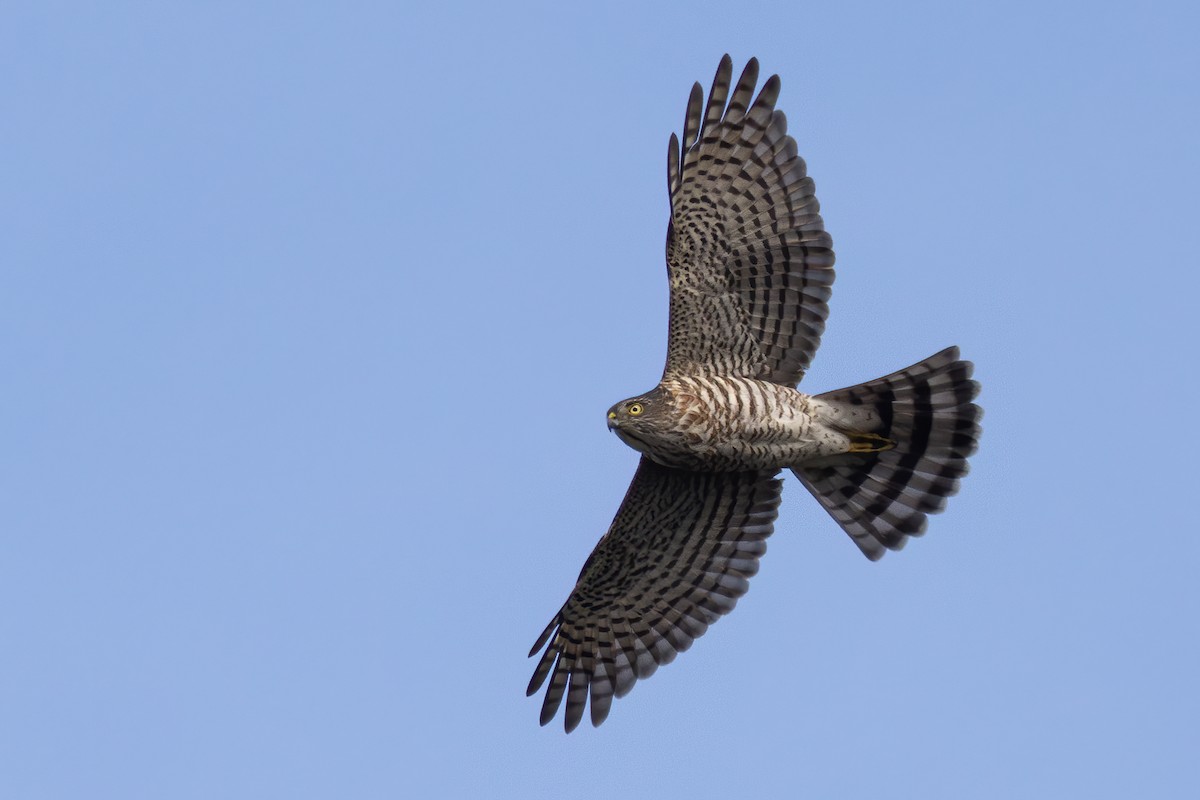 Japanese Sparrowhawk - ML645991068