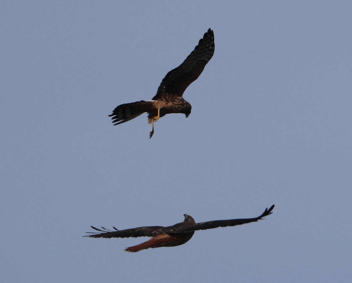 Red-tailed Hawk - ML645991069