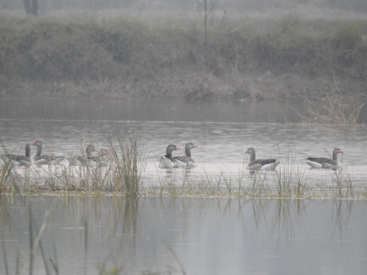 Graylag Goose - ML645991070