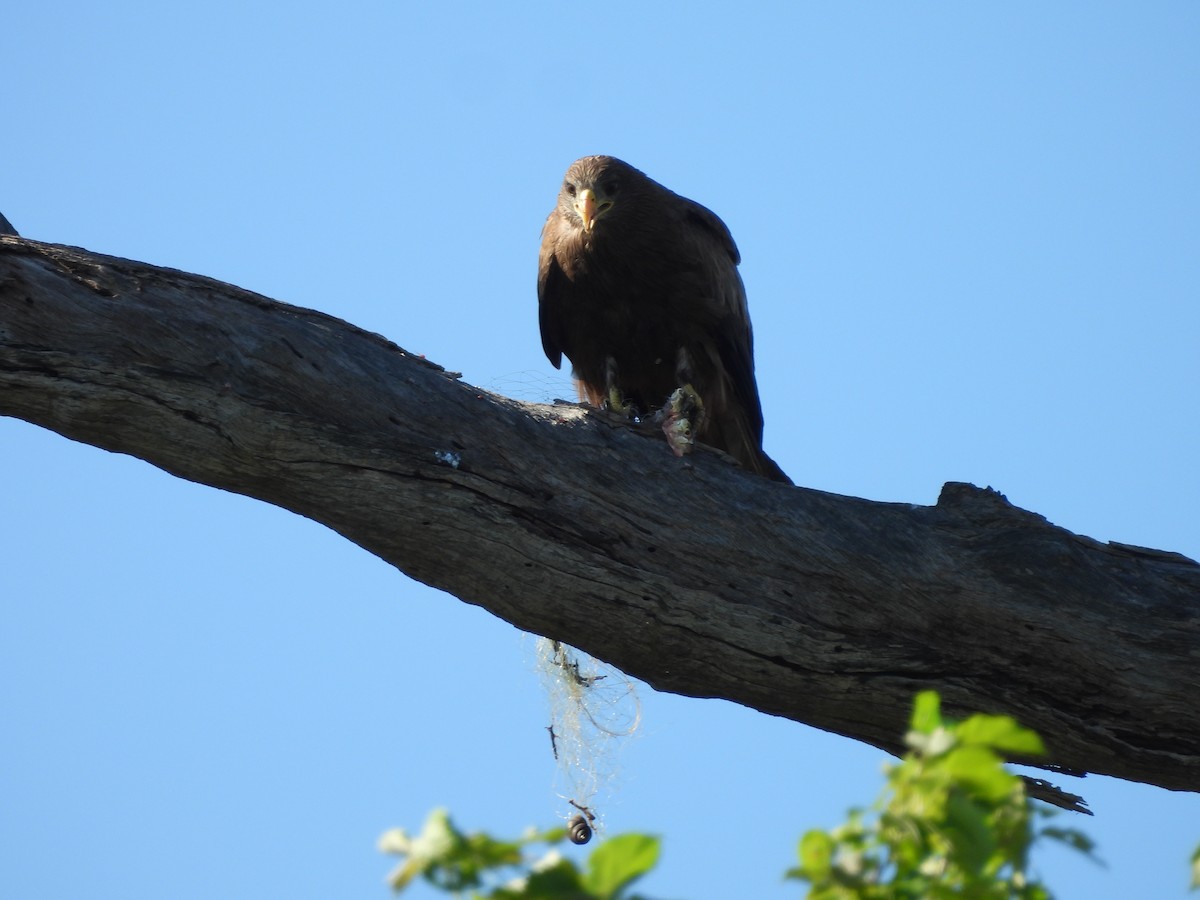 Black Kite (Yellow-billed) - ML645991073