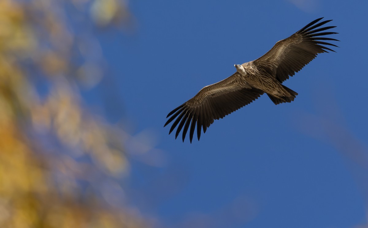 Himalayan Griffon - ML645991074