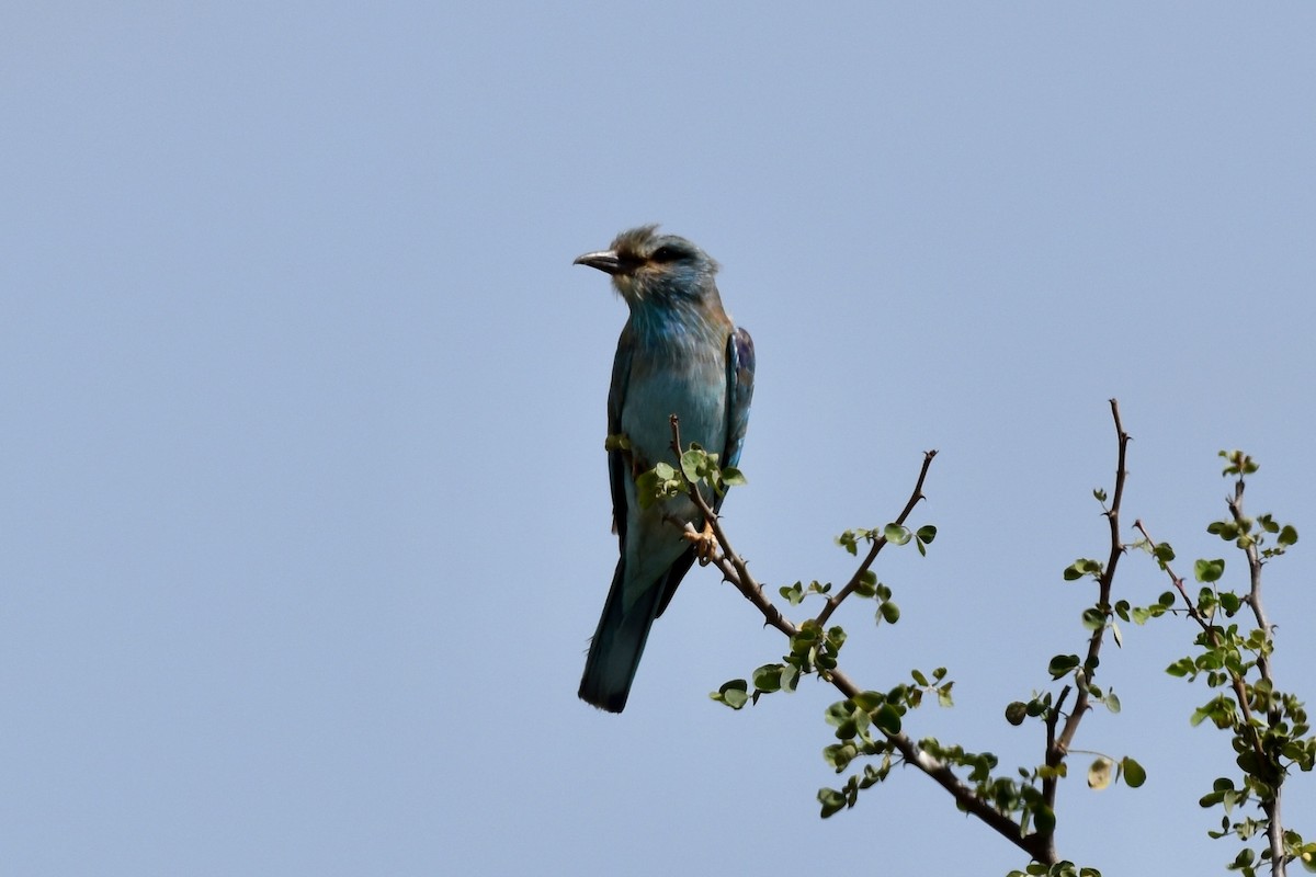 European Roller - ML645991075