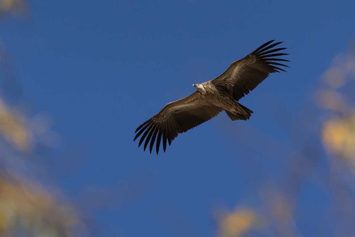Himalayan Griffon - ML645991076