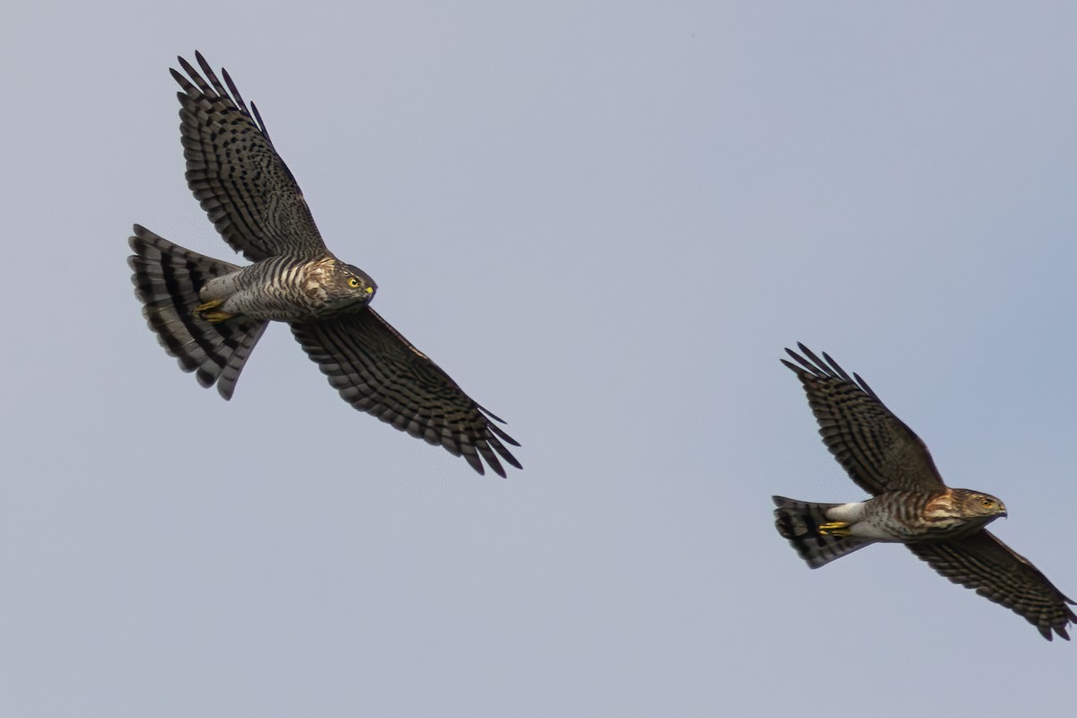 Japanese Sparrowhawk - ML645991078