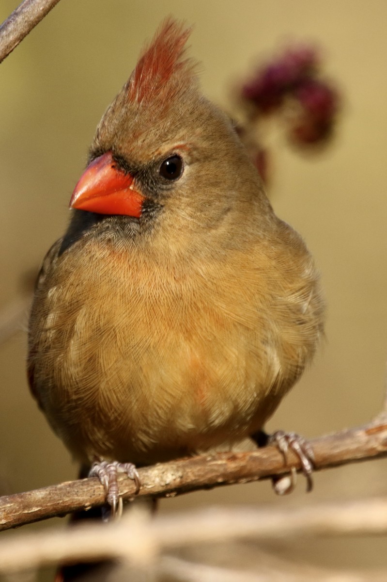 Northern Cardinal - ML645991079