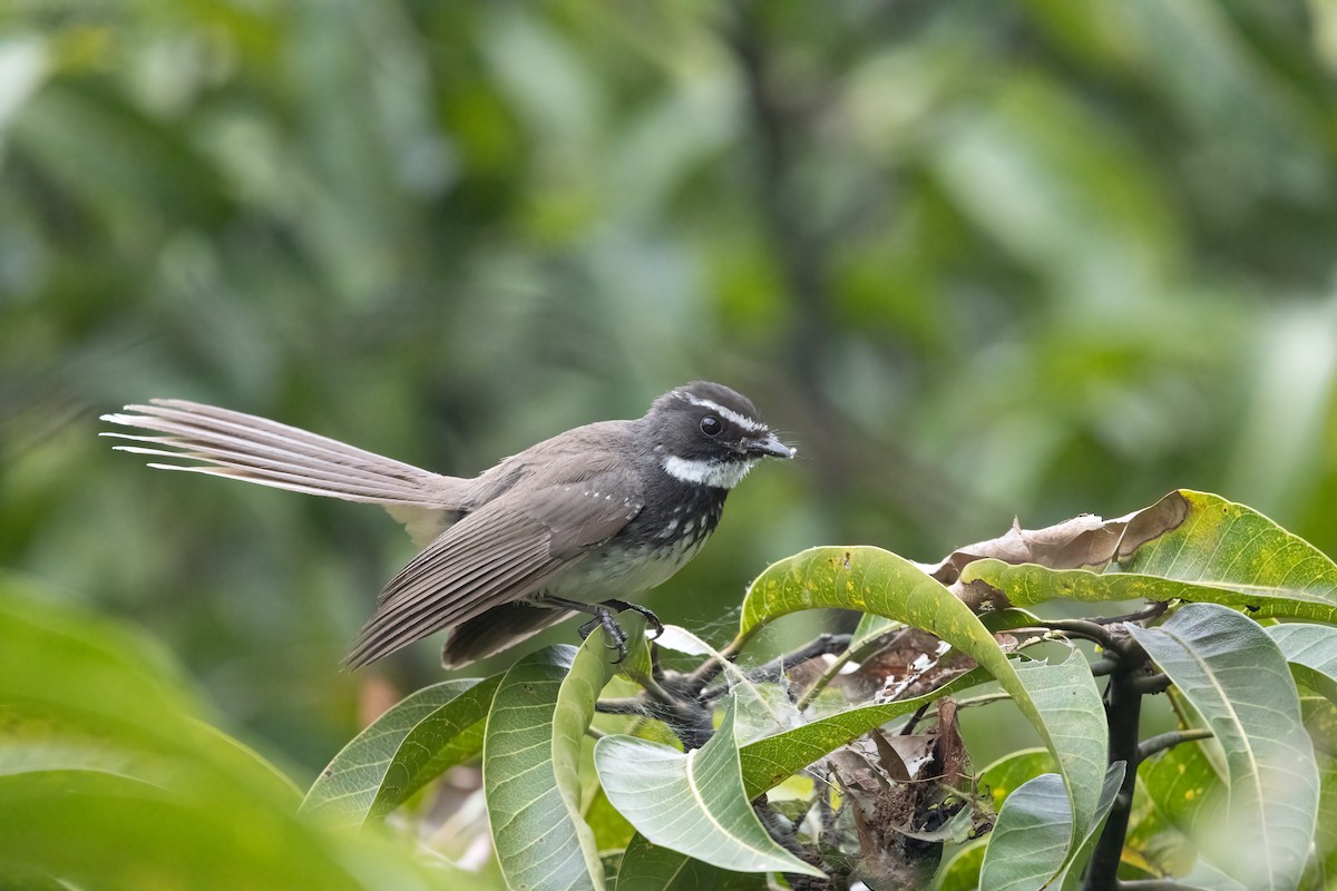 Spot-breasted Fantail - ML645991080