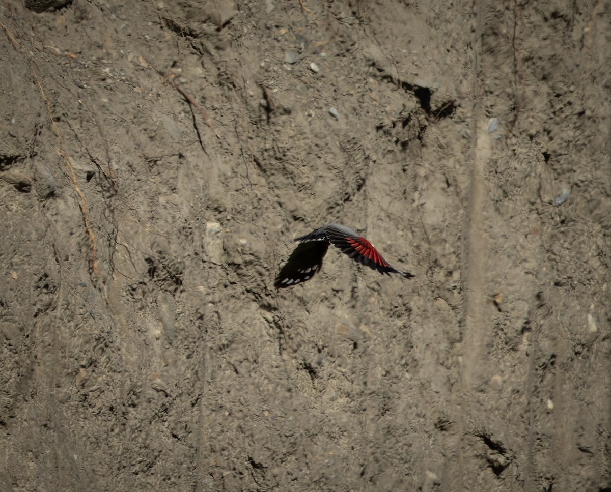 Wallcreeper - ML645991081