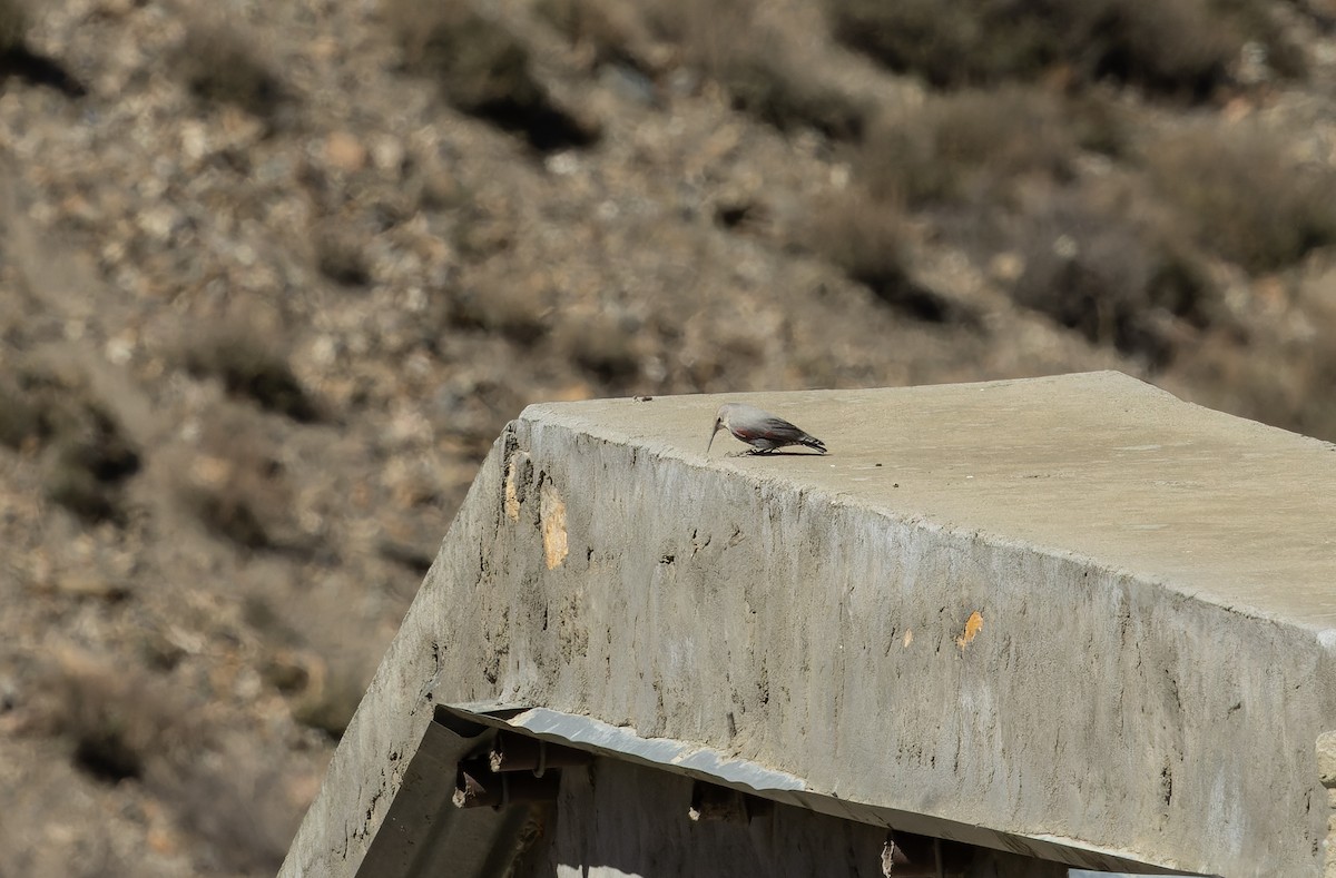 Wallcreeper - ML645991082