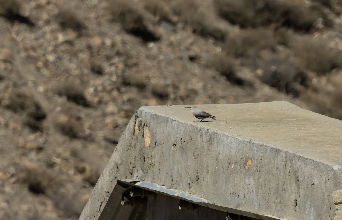 Wallcreeper - ML645991083