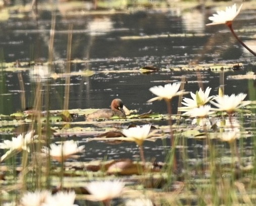 Eurasian Moorhen - ML645991085