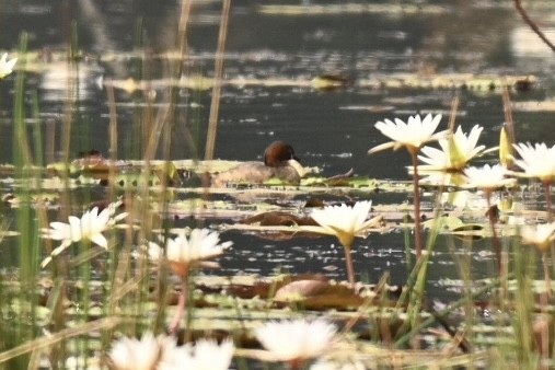 Eurasian Moorhen - ML645991086