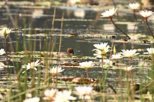 Eurasian Moorhen - ML645991087