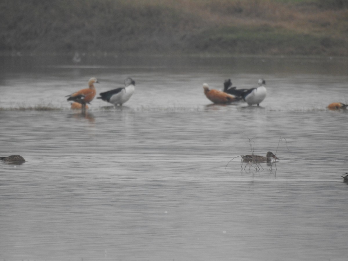 Knob-billed Duck - ML645991088