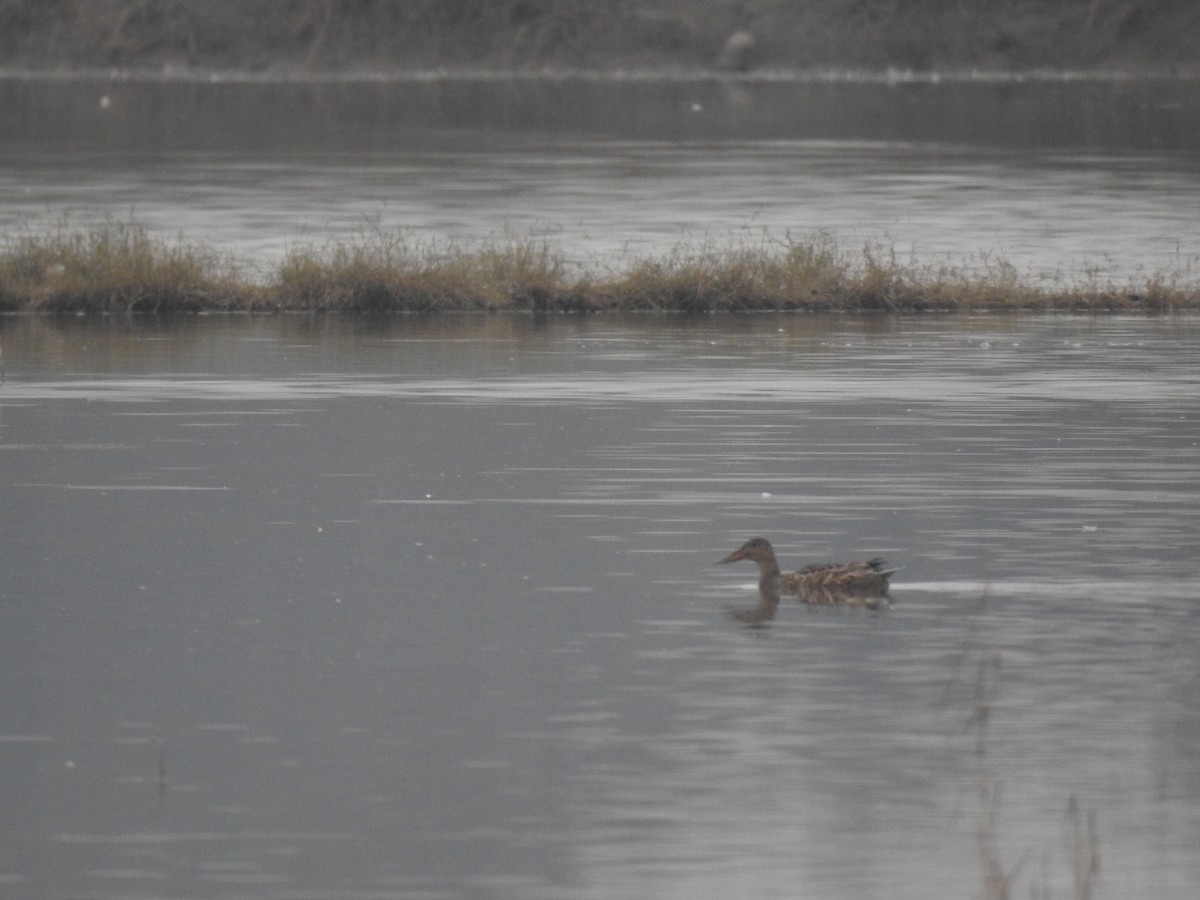 Northern Shoveler - ML645991089