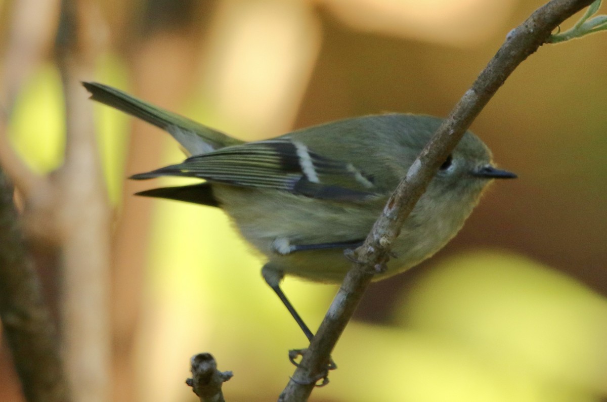 Ruby-crowned Kinglet - ML645991090