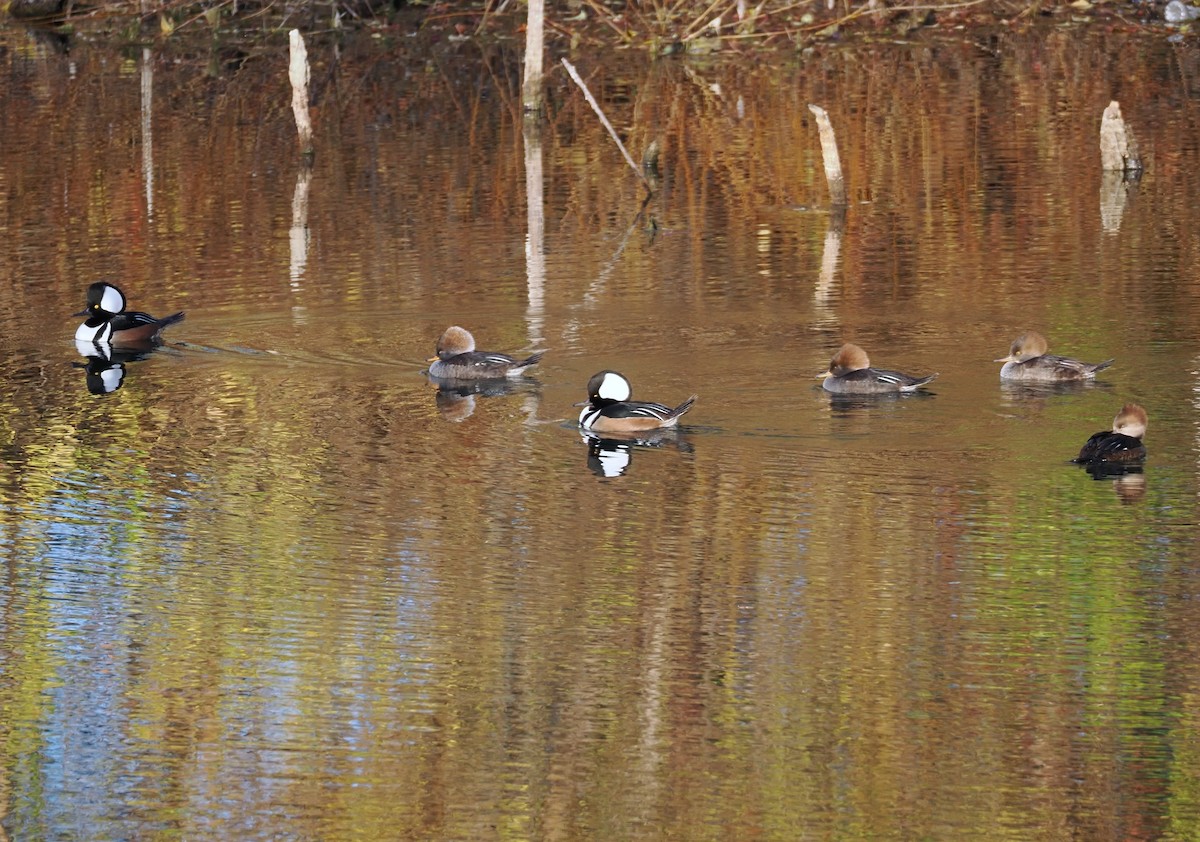 Hooded Merganser - ML645991097
