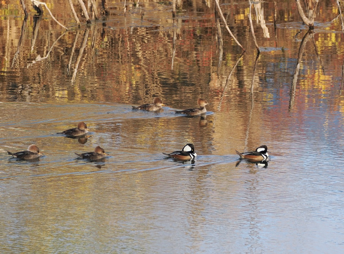 Hooded Merganser - ML645991098