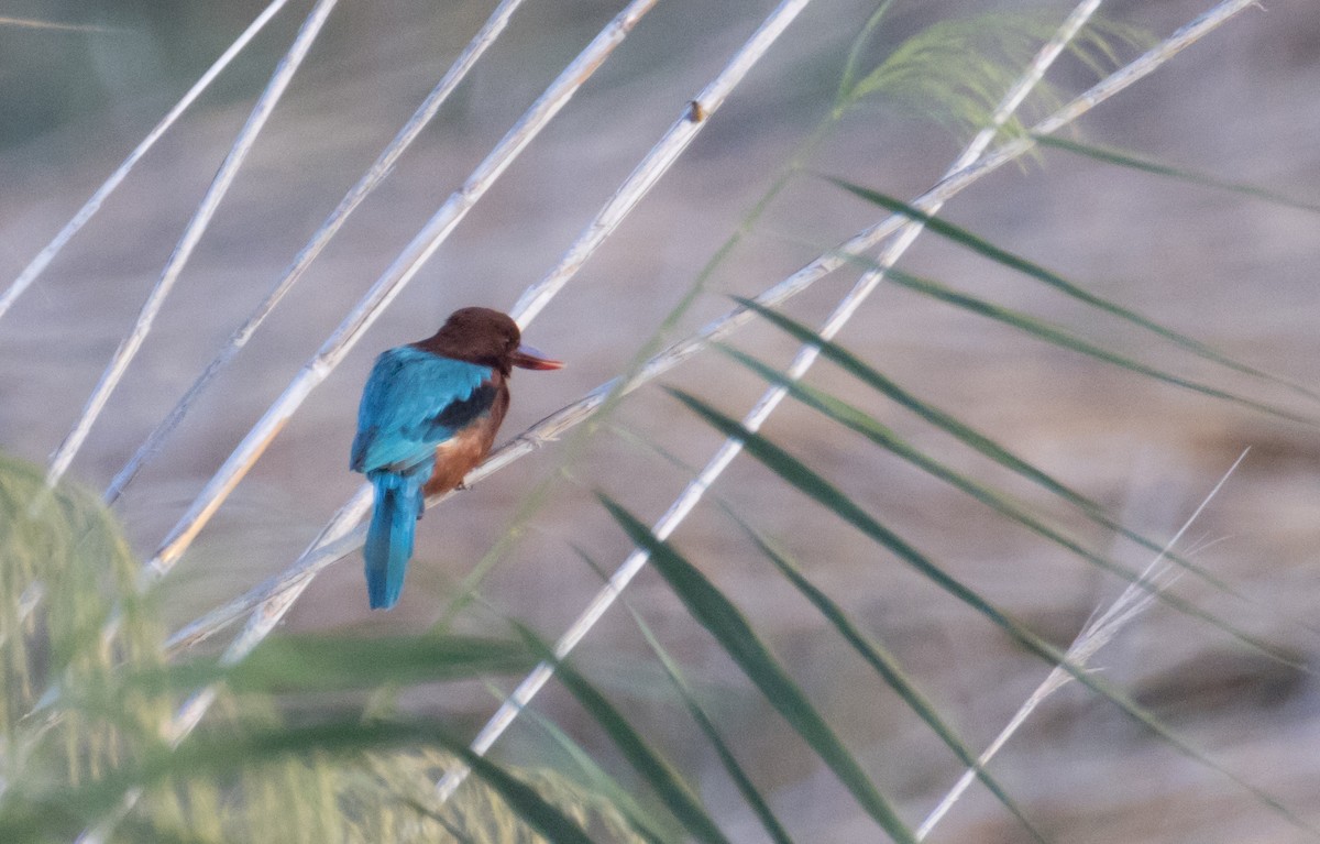 White-throated Kingfisher - ML645991099