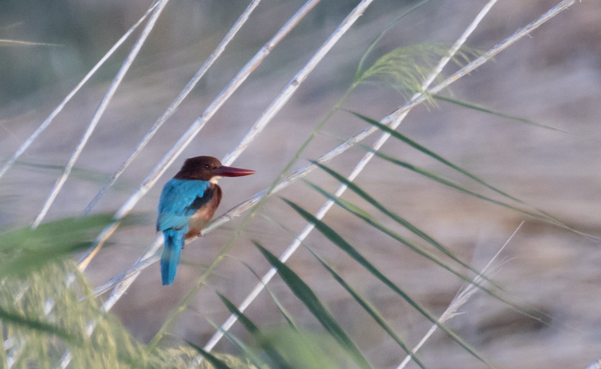 White-throated Kingfisher - ML645991100