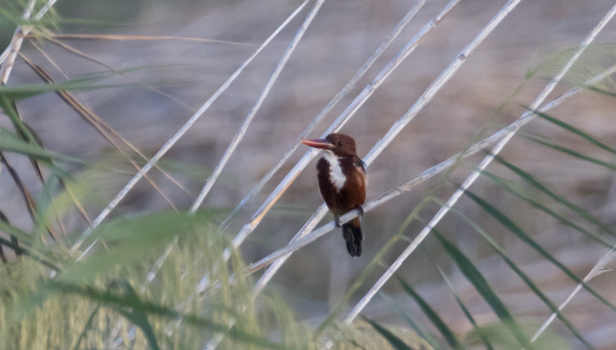 White-throated Kingfisher - ML645991101